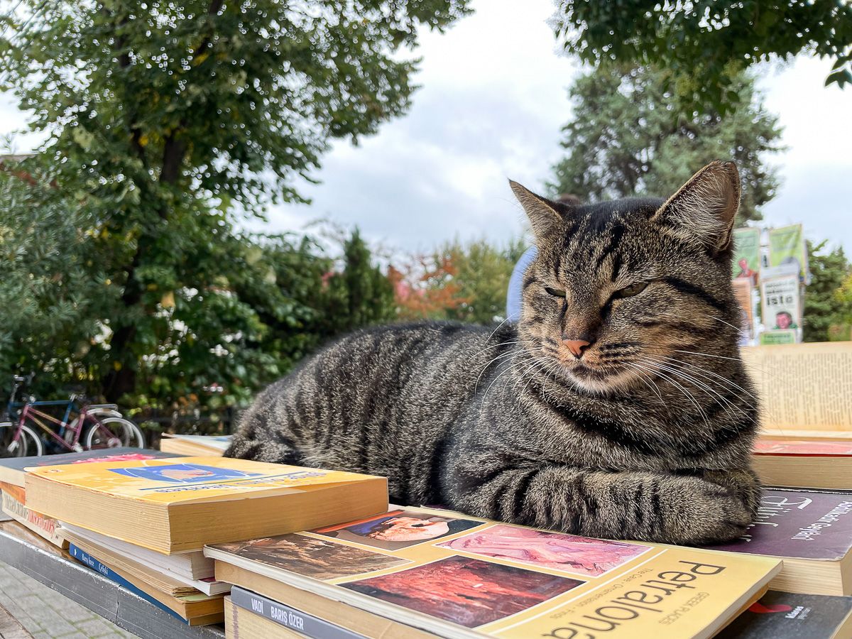 Katt som ligger på et bord med bruktbøker utendørs, med grønne trær og sykler i bakgrunnen. Bildet er tatt på Heybeliada, en av øyene rett utenfor Istanbul.